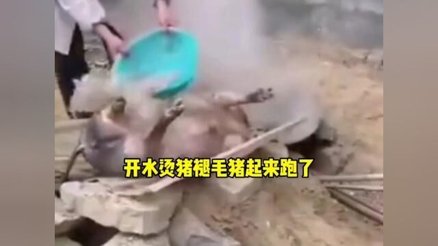 开水烫猪褪毛猪起来跑了 #搞笑配音 #搞笑视频