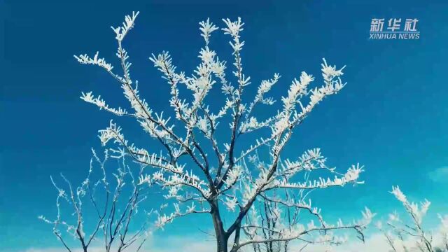 湖北建始:长岭岗雪松美如画