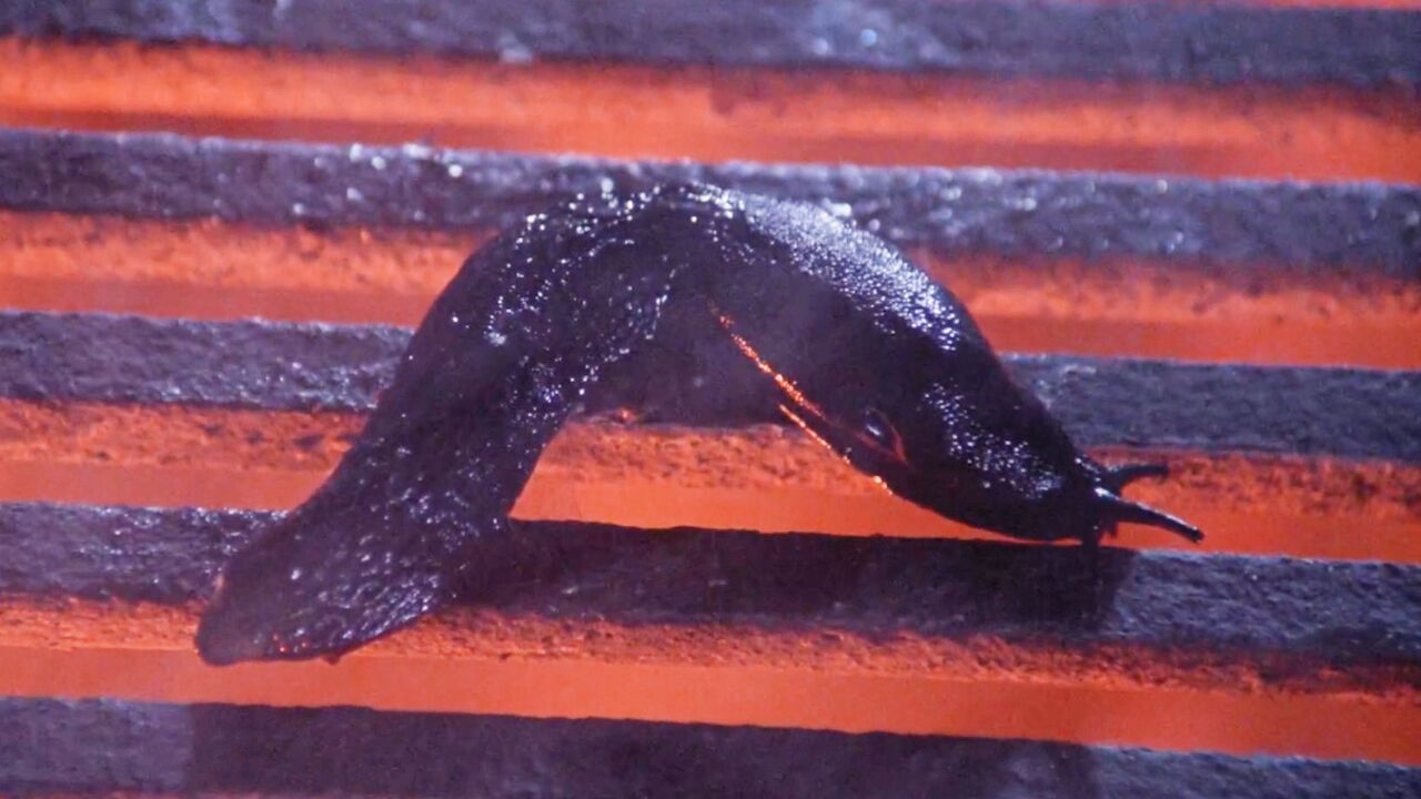 大量鼻涕虫出现在城市下水道,试图毁灭人类!惊悚片《蛞蝓之灾》