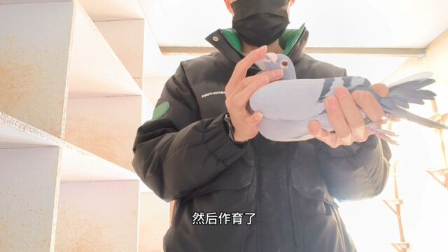 自身公棚决赛7名,一只了不起的雄鸽