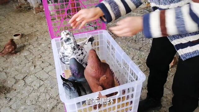 这12只元宝鸽和圆环鸽算不算精品,是不是你的菜?