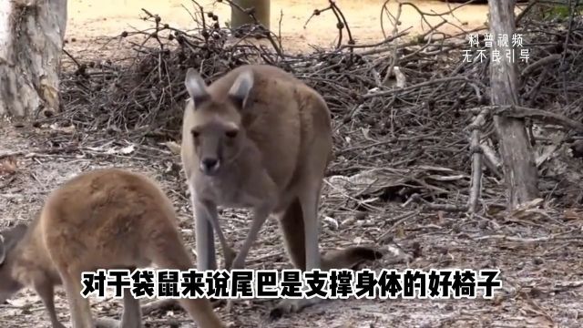 袋鼠独特的繁殖策略,两个子宫三条生殖道,严重早产却顽强无比1冷知识动物科普袋鼠宝宝