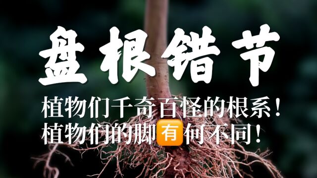 植物们千奇百怪的根系,有有何不同之处?