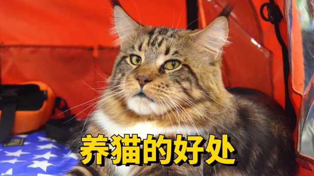 养猫有这些好处,你会养吗?