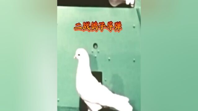 二战美军脑洞大开的武器——“鸽子导弹”