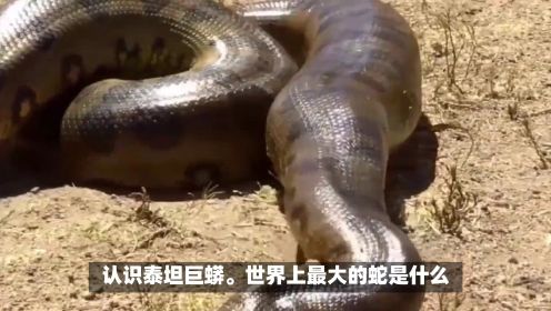 认识泰坦巨蟒：世界上最大的蛇