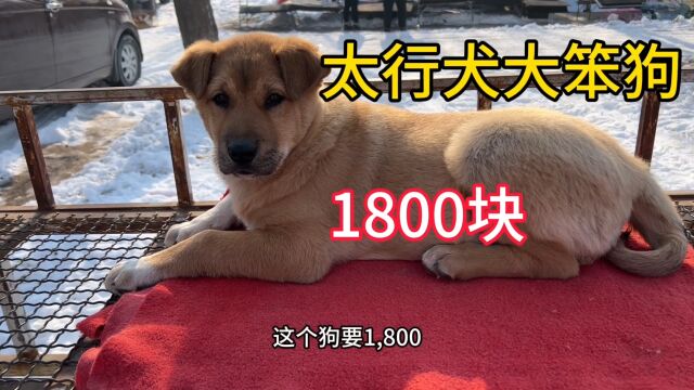 能长80多斤的太行犬大笨狗,大哥张嘴就要1800块,大家感觉贵吗?