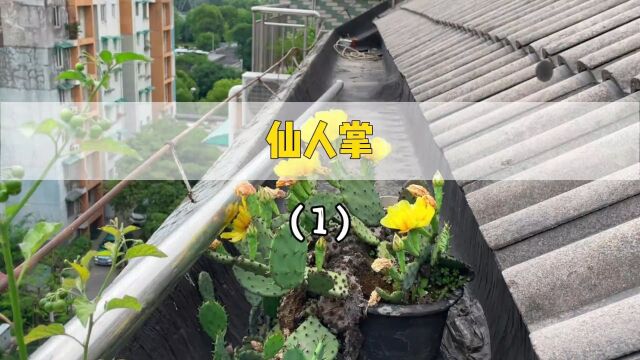 楼顶无人管理的仙人掌居然开花