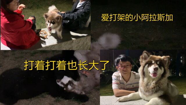 记录一只阿拉斯加犬的成长,从打架到成熟