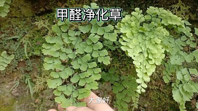 农村一种不起眼的野草俗称“甲醛净化草”,有多少朋友家里种过,大家一起来了解它的药用价值