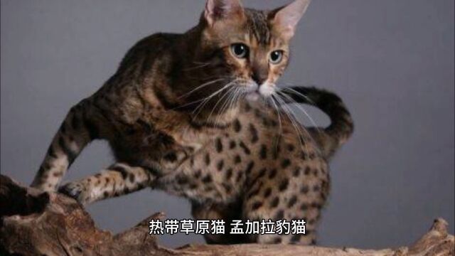 世界上最贵的猫咪盘点(一)阿瑟拉猫、热带草原猫、孟加拉豹猫