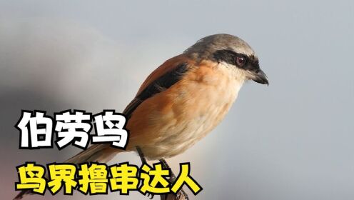 鳥界擼串達人,伯勞鳥!號稱屠夫鳥