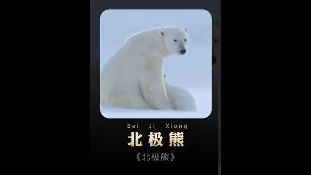 第17集丨生活在北极的小可爱北极熊北极熊动物北极熊纪录片