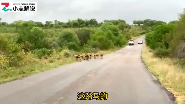 一群三狗子向过路的象群索要过路费野生动物零距离野生动物