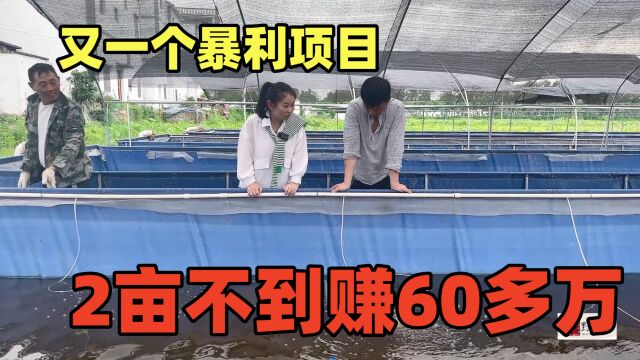 又一个暴利的养殖,搞2亩不到,一年可赚60万,投入小见效快!