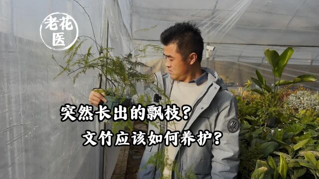 突然长出的飘枝?文竹应该如何养护?