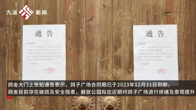 武汉人童年回忆中的鸽子要没了?解放公园百只网红鸽急寻新家,公园回应:后续会继续保留,尽快重开