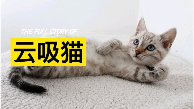 云吸猫可爱的小咪咪猫猫 #哈吉米 #猫咪 #咪咪 #小猫