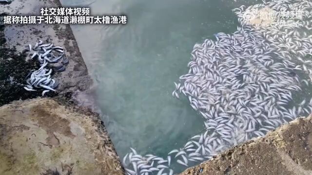 日本北海道海岸再现大量死鱼,遍布约一公里长海岸