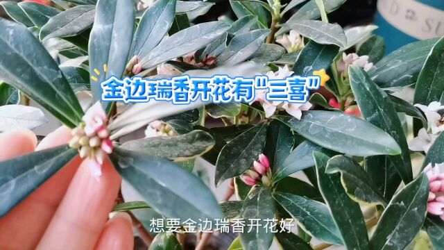 金边瑞香开花有“三喜”,掌握好花香浓郁