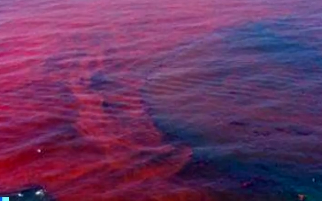 巴西伯南布哥州,一海滩发生赤潮