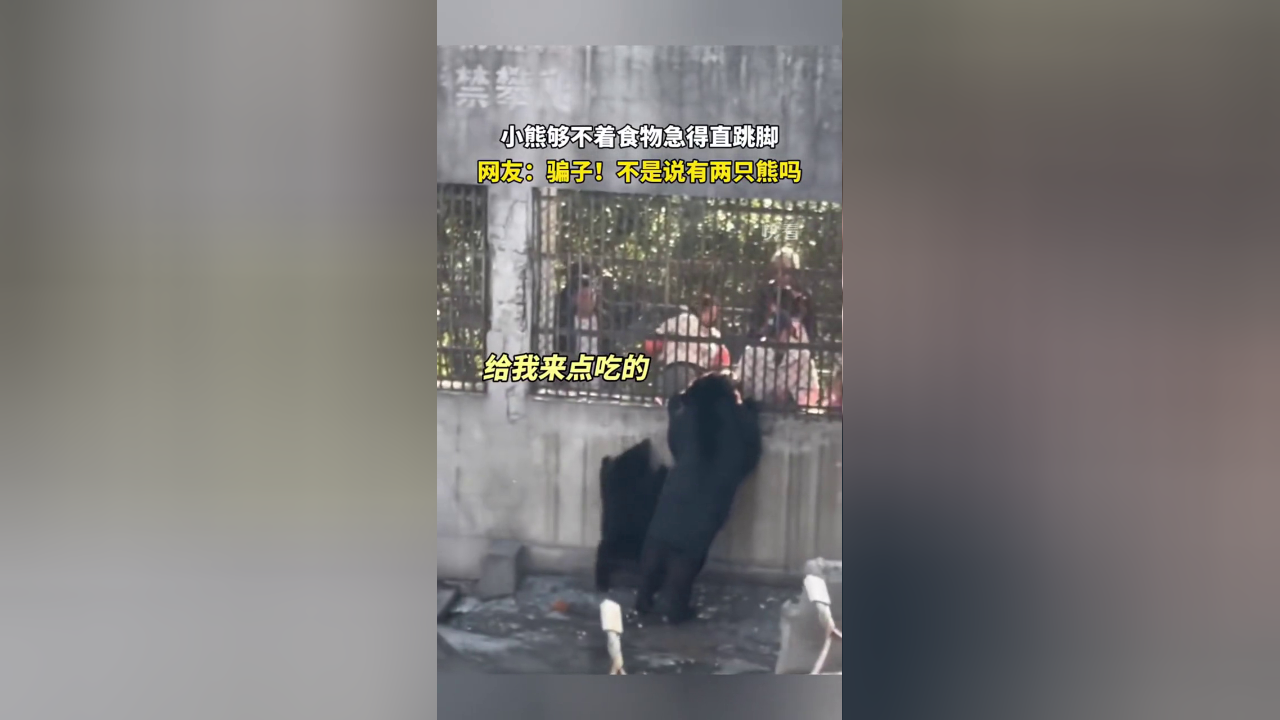 小熊够不着食物急得直跳脚……网友:不是说有两只熊吗