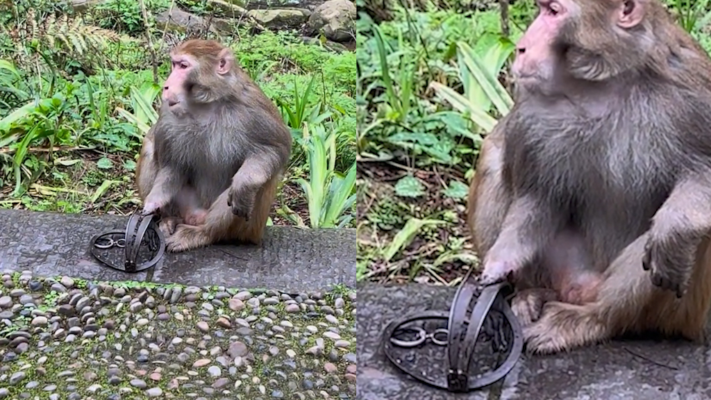 张家界景区一猕猴被捕兽夹夹住多日,工作人员:在景区外被夹的,还在