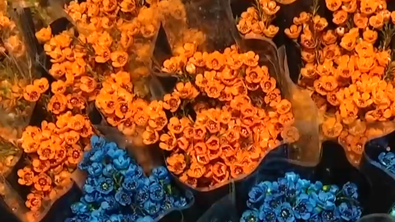 云南昆明:斗南花市鲜花"点燃"夜经济,灯光交织下热闹非凡