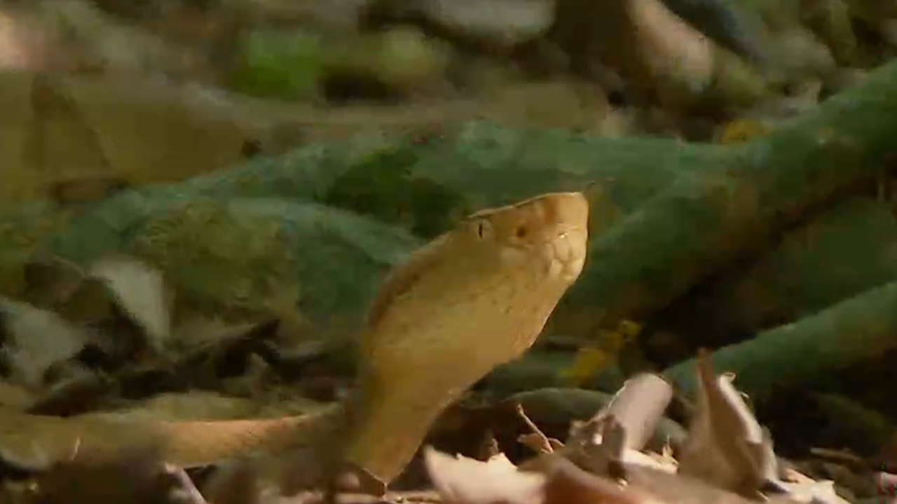 雌蛇不受待见?探险家找到3条金矛头蝮雌蛇都放弃研究,势必要找到雄蛇