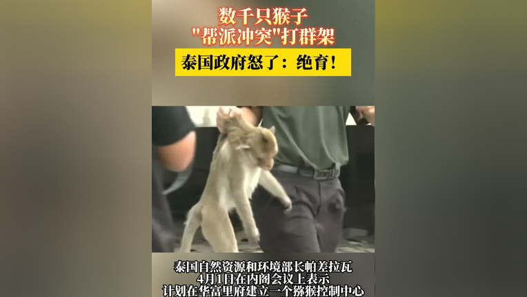 数千只猴子帮派冲突打群架 泰国政府怒了 绝育   泰国猴子打架