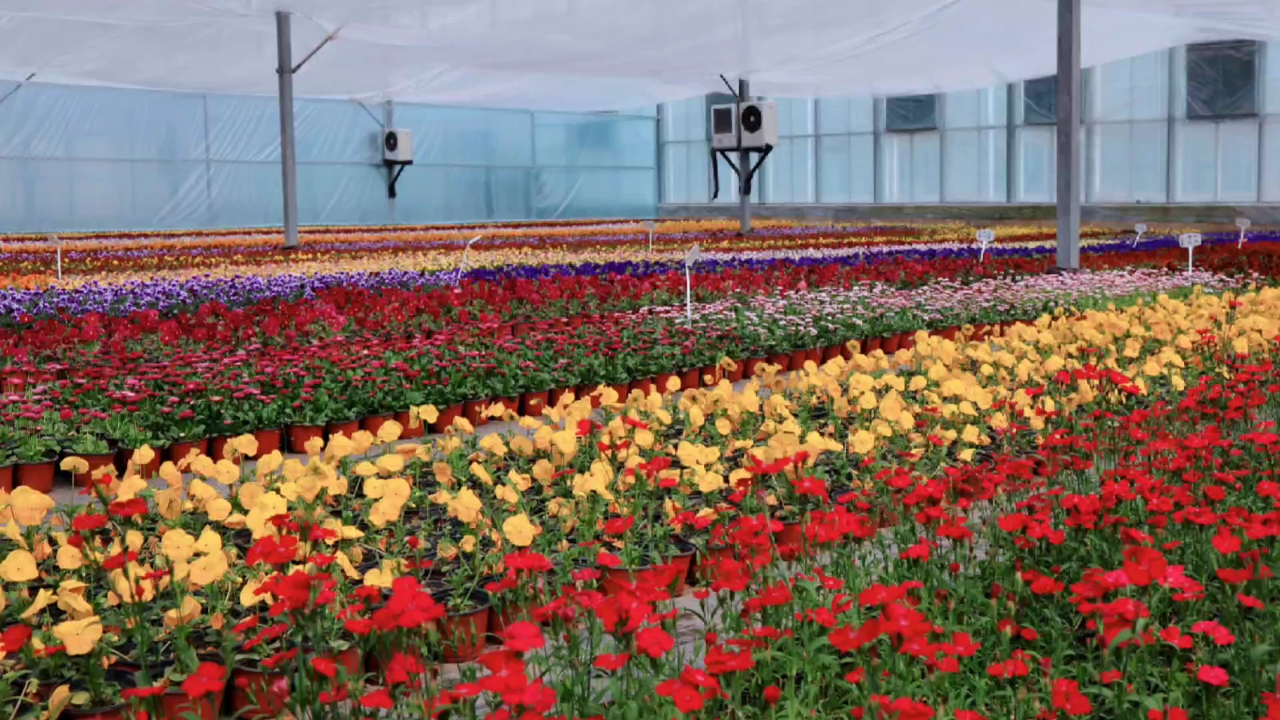 晋源区花卉繁育正当时#太原