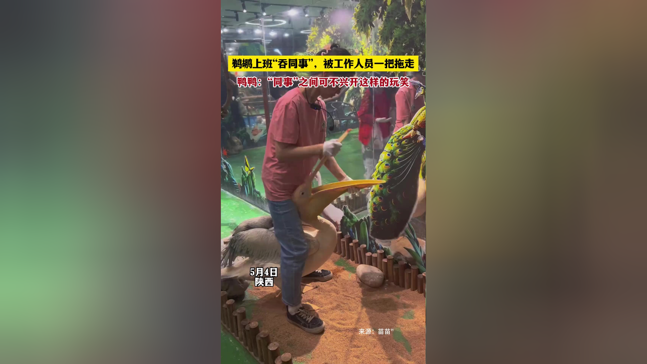 鹈鹕上班"吞同事",被工作人员一把拖走.