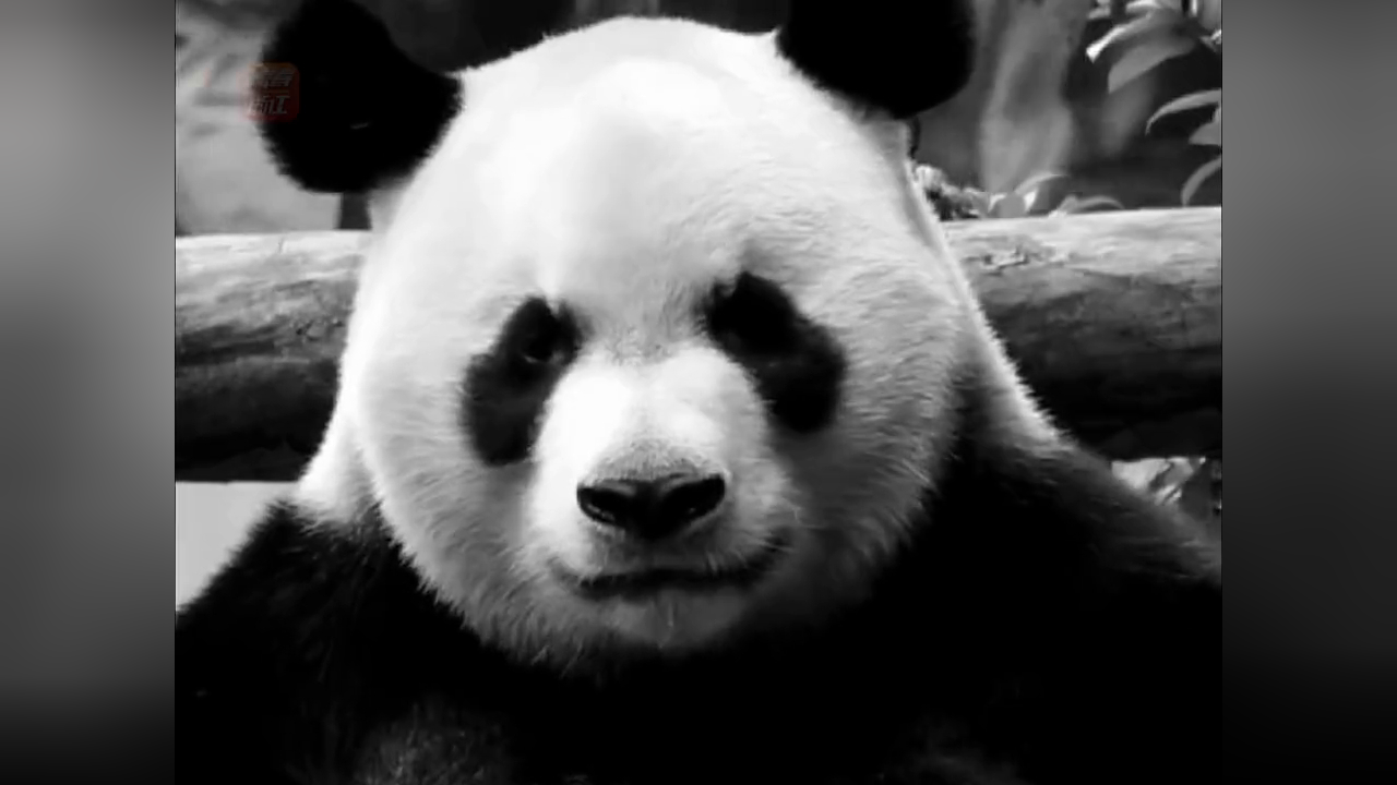 可爱中透露着霸气,大熊猫星宝阔爱炸了!