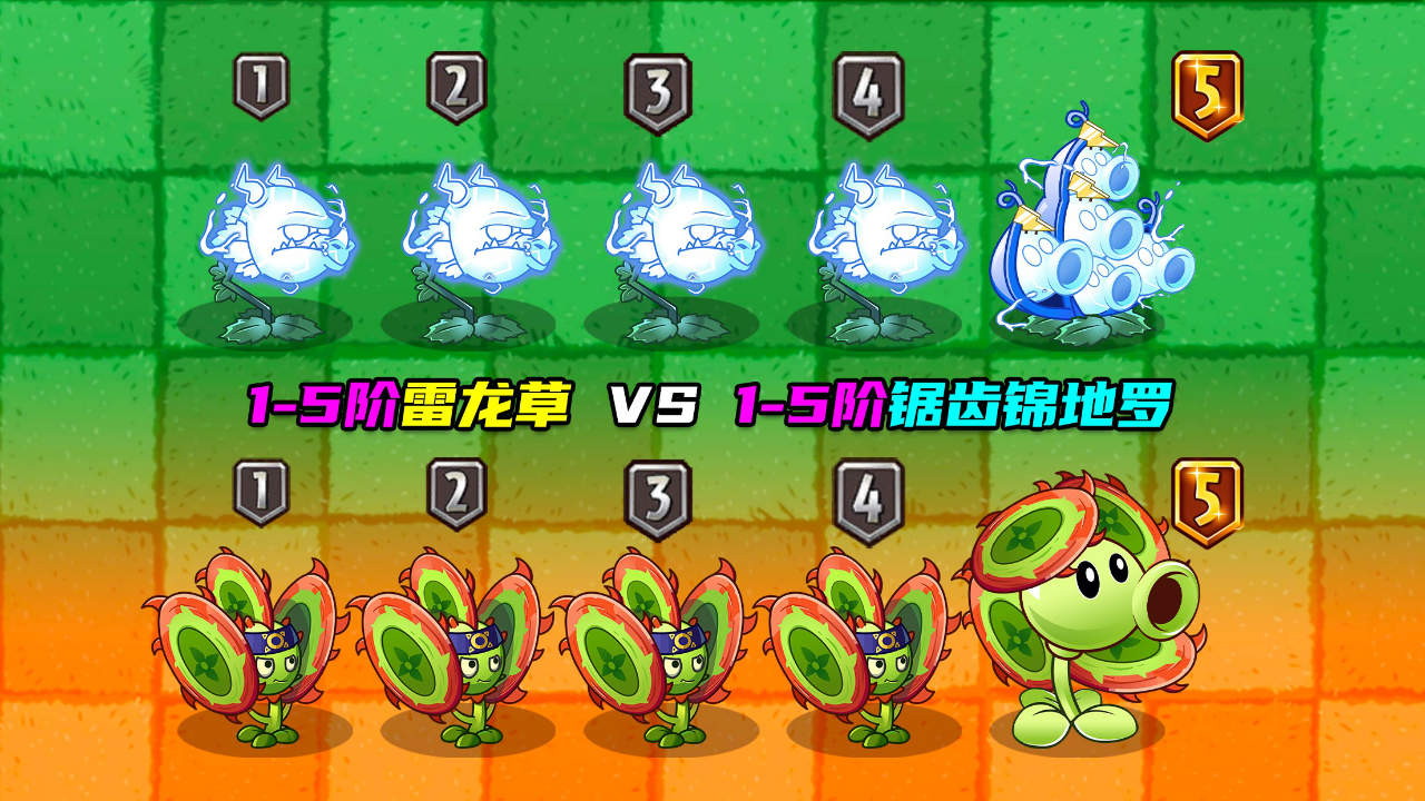 1-5阶雷龙草 vs 1-5阶锯齿锦地罗!真神对决,结局会如何?庄先森解说