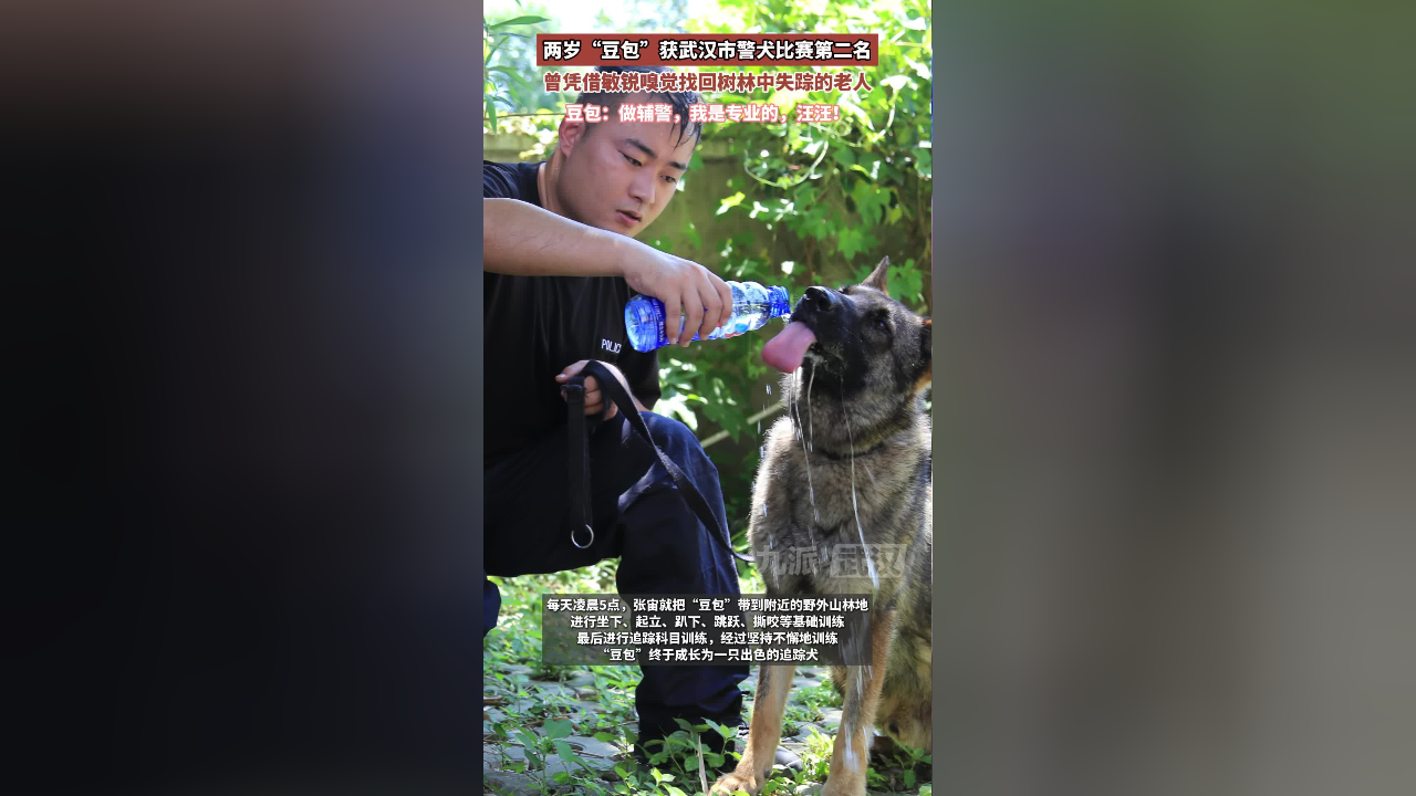 两岁豆包获武汉市警犬比赛第二名 :曾凭借敏锐嗅觉找回树林中失踪的