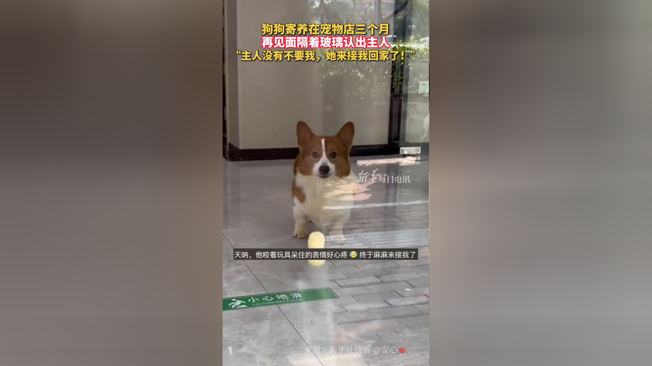 狗狗寄养在宠物店三个月 再见面隔着玻璃认出主人