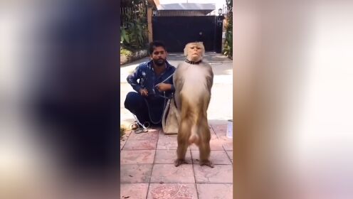 猴子敬礼 来喽!