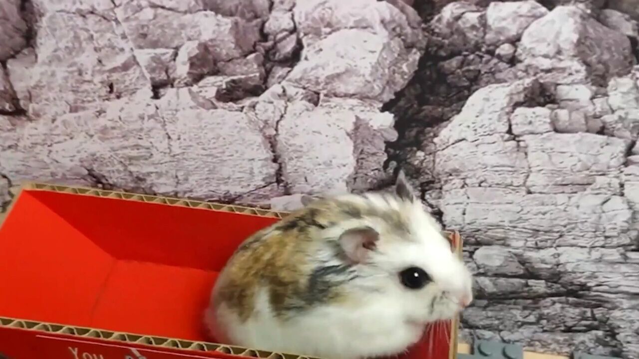 鼠鼠寻找食物_226精彩片段