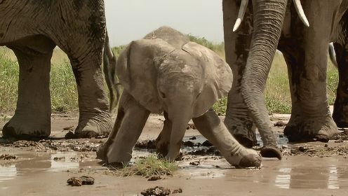 一头可怜的小象被困泥潭，坑苦象宝宝的新手妈妈！