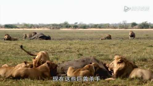 实拍狮子猎捕大象的惊险画面 难得一见