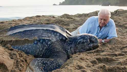 这种世界上最大的海龟差点被人类吃绝种