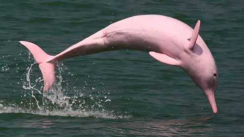 第2集：热带雨林发现粉色海豚