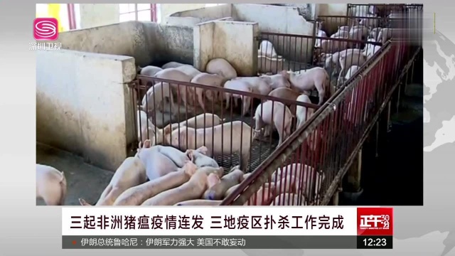 三起非洲猪瘟疫情连发 三地疫区扑杀工作完成