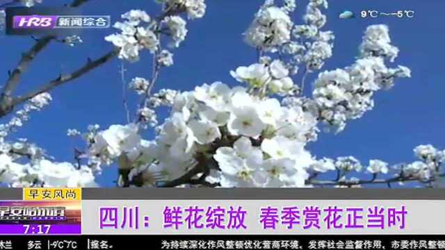 四川:鲜花绽放 春季赏花正当时