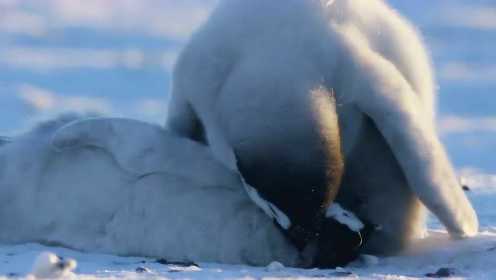 感人瞬间！小企鹅用怀抱温暖暴风雪中冻死的同伴