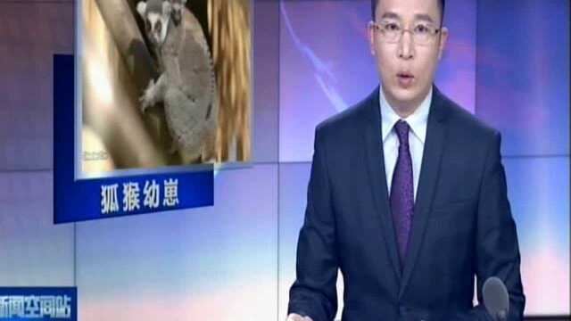 英国动物园发布狐猴幼崽视频及照片