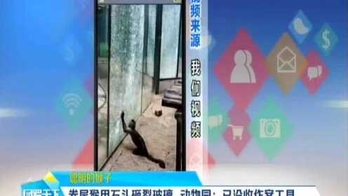 卷尾猴用石头砸裂玻璃 动物园：已没收作案工具