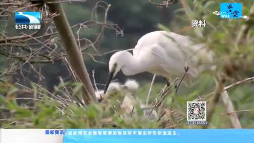 襄阳汉江国家湿地公园生态修复成效明显 鸟类数由年平均3000多只增至15000多只！