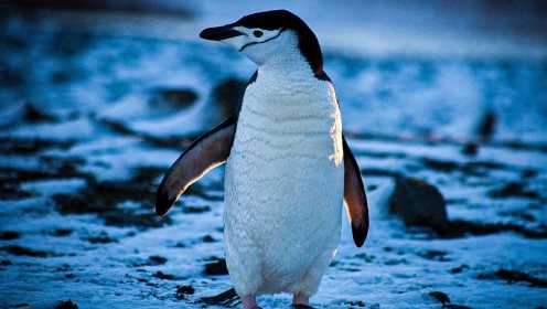 企鹅家族：18种面孔18种“鹅生”，史上最全企鹅群像