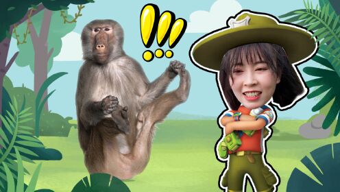 第18话 动物百科:狒狒最爱的社交活动竟然是互相梳毛!